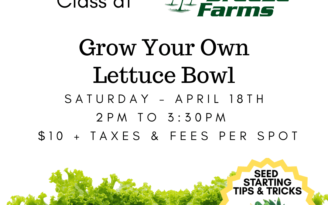 Lettuce Bowl Seed Starting Class