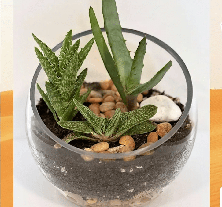 Desert Terrarium Workshop at Kool Breeze Farms