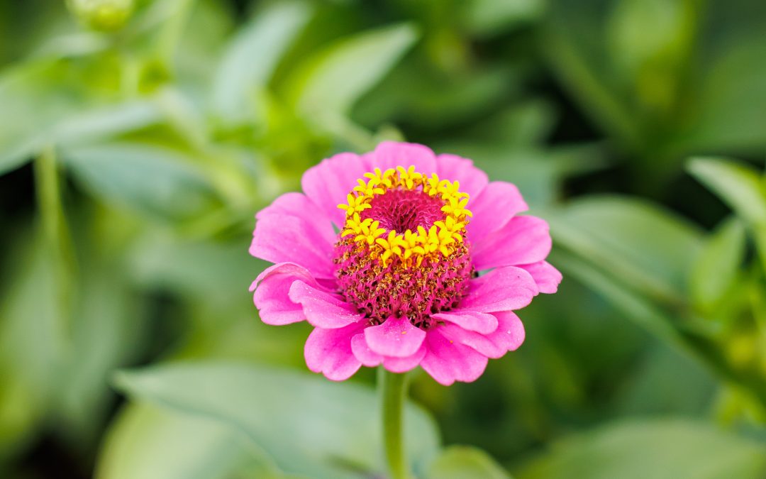 Art in Bloom: Art in the Garden at Holman’s Ice Cream Parlour
